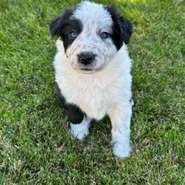 Berkeley - Black and white female Border Collie puppy in Centerville, Washington from Forthright Farms