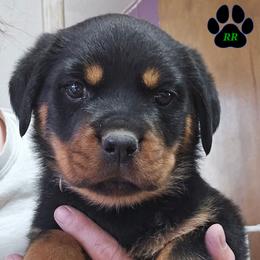 Pulan - Black and mahogany female Rottweiler puppy in Tangent, Oregon from Raya's Royals