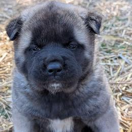 Saki's Boy - Fawn, black overlay male Akita puppy in South Carolina from Sierra Mountain Akitas