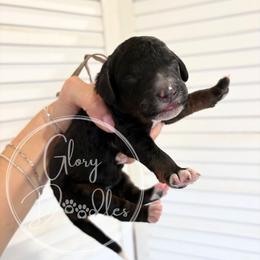 Light Pink - Tri-color female Bernedoodle puppy in Rockwall, Texas from Glory Doodles