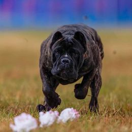 Ozzie - Cane Corso