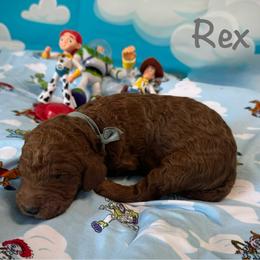 Rex - Red  male Poodle puppy in Houston, Texas from McEnery Standard Poodles