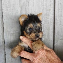 Boy 3 - Black and tan male Yorkshire Terrier puppy in Jamestown, Tennessee from Green Ridge