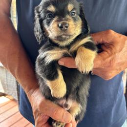 Blue Collar Boy - Black and cream male Dachshund puppy in Maumelle, Arkansas from Smokehouse Doxies