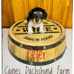 Peter - Piebald male Dachshund puppy in Cincinnati, Ohio from Caines Dachshund Farm
