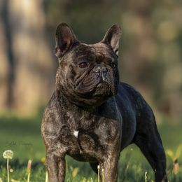 Hades - French Bulldog
