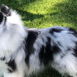 Shetland Sheepdogs from Deborah Devers's Shetland Sheepdogs