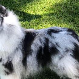 Shetland Sheepdogs from Deborah Devers's Shetland Sheepdogs