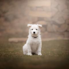 Gray collar - White Berger Blanc Suisse puppy in New Hampshire from Kennel Sons Of North