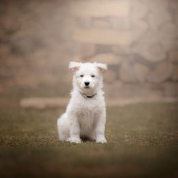 Gray collar - White Berger Blanc Suisse puppy in New Hampshire from Kennel Sons Of North