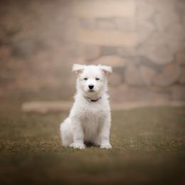 Gray collar - White Berger Blanc Suisse puppy in New Hampshire from Kennel Sons Of North