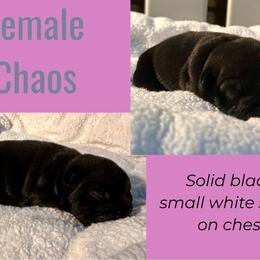 Chaos - Black tri-color female Bulldog puppy in Fort White, Florida from Bullgodz English Bulldogs