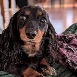 Tallulah - Dachshund