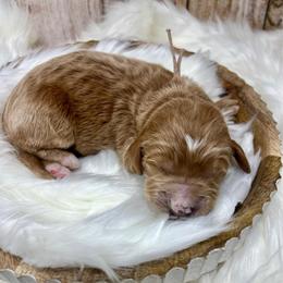 White Male - Apricot male Goldendoodle puppy in Great Falls, Montana from Montana Goldendoodles