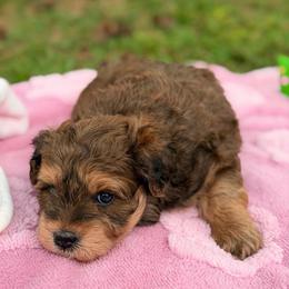 Red Sable Female - Salt and pepper female Miniature Schnauzer puppy in Calhoun, Georgia from The BrickHouse Miniature Schnauzers