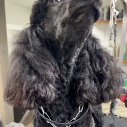 German Shepherd and Poodle Puppies from Wolves Den Ranch