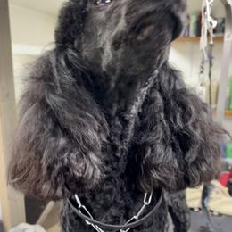 German Shepherd and Poodle Puppies from Wolves Den Ranch