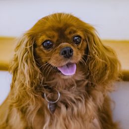 Penny - Cavalier King Charles Spaniel