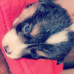 American Corgi Puppies from Highland corgis