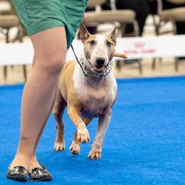 Bull Terriers from Requiem Bull Terriers