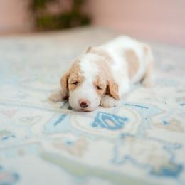 Gumbo - Parti male Goldendoodle puppy in Inman, South Carolina from Dark Corner Doodles