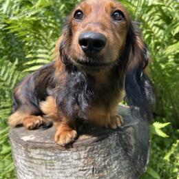 Dolly - Dachshund