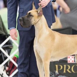 Great Danes from 7Sisters Great Danes