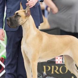Great Danes from 7Sisters Great Danes