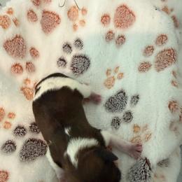 Girl 3 - Brown and white female Shichon puppy in Bushnell, Florida from Diamond Belle Puppies, LLC