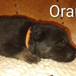 Orange - Black and tan male German Shepherd puppy in Dawsonville, Georgia from Vom Aussenseiter