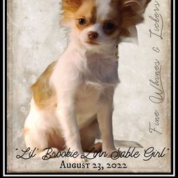 Brookie Linn - Chihuahua