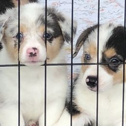 American Corgi and Pembroke Welsh Corgi Puppies from Red White & Bluie Corgi