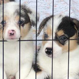 American Corgi and Pembroke Welsh Corgi Puppies from Red White & Bluie Corgi