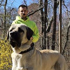 Papa - Anatolian Shepherd Dog