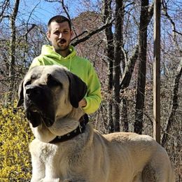 Papa - Anatolian Shepherd Dog