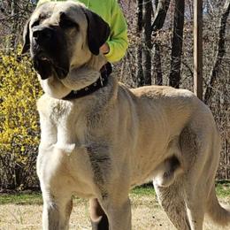 Papa - Anatolian Shepherd Dog