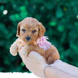 Bambi - Red  female Goldendoodle puppy in Fort Myers, Florida from Corgis & Doodles