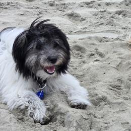 Cotons de Tulear from Coast2Coast Cotons