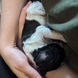 Poodle Puppies from New Hope Standard Poodles