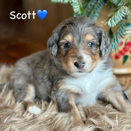 Scott - Blue merle male Aussiedoodle puppy in Lancaster, Minnesota from Finney Ranch