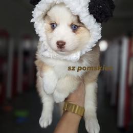 Brook - Red and white female Pomsky puppy in Mc Callsburg, Iowa from SZ Rolling Acres LLC