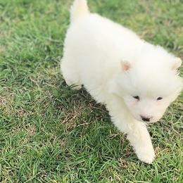 Samoyed puppies from OrangeLine Samoyeds
