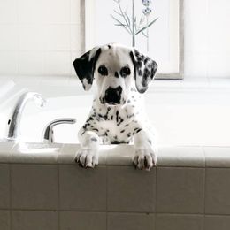 Dalmatian Puppies from Revere Dalmatians