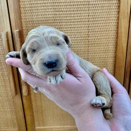 "May at 2 Weeks" Goldendoodle Puppies from Our Golden Willow