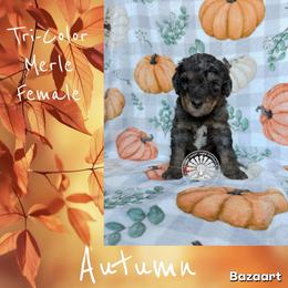 Autumn - Merle female Bernedoodle puppy in Godwin, North Carolina from Farm Sweet Farm Doodles