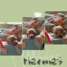 Hermes - Fawn (Isabella) male Dachshund puppy in Brazil, Indiana from King Duke Dachshunds