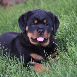 Rottweiler Puppies from Sharp Ridge Rottweilers