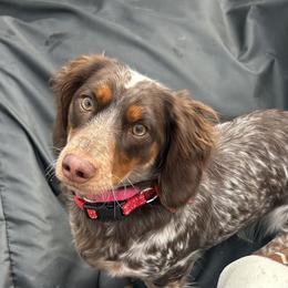Nina - Dachshund