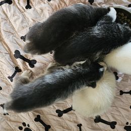 Pomsky Puppies from Peoria Pomskies