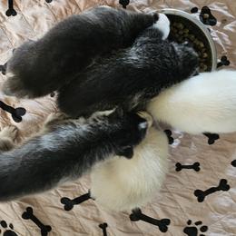 Pomsky Puppies from Peoria Pomskies